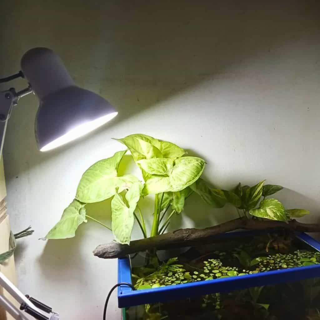 Arrowhead Plant growing in water