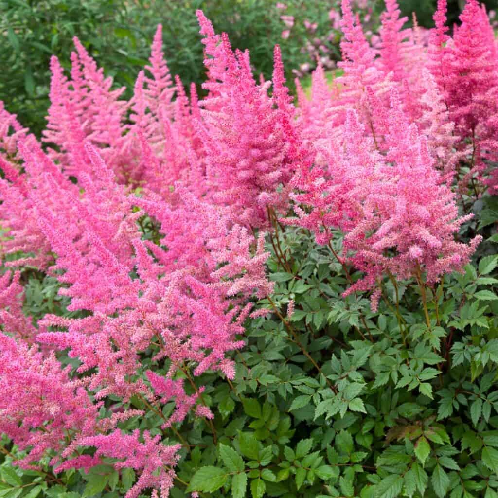 Astilbe Fanal
