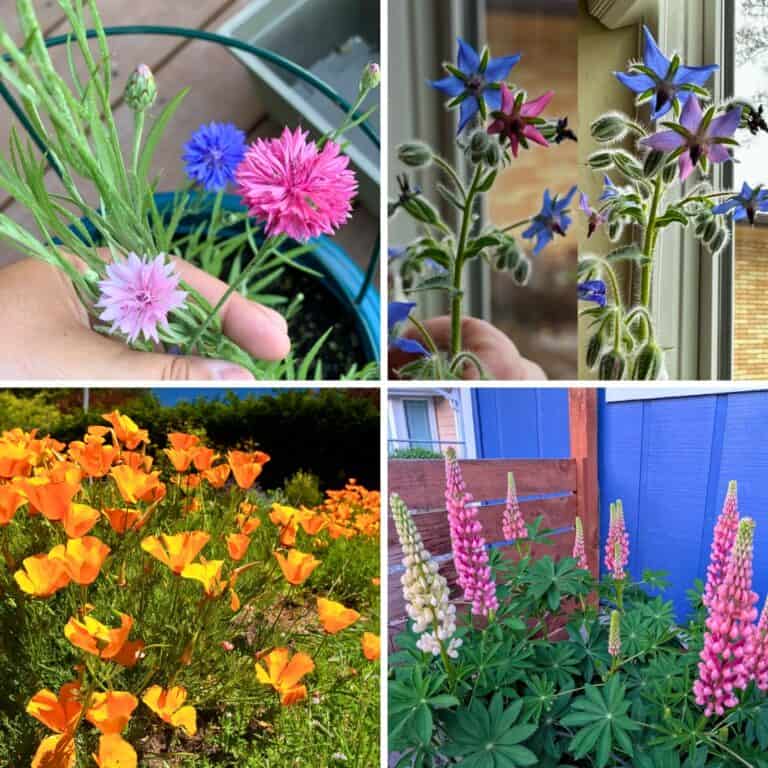 15 Best Self Seeding Plants For Your Garden