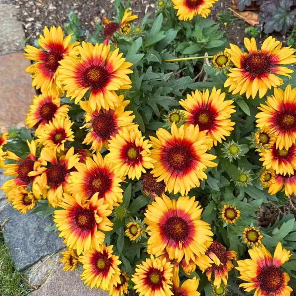 Blanket Flower