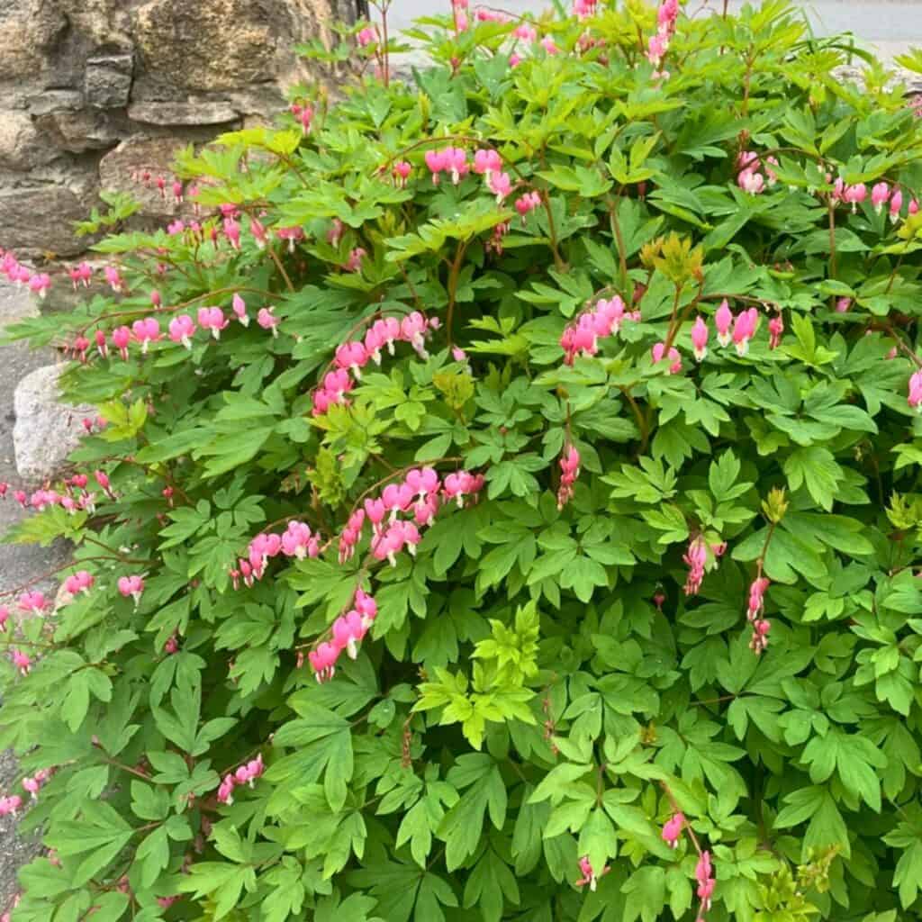 Bleeding Heart Dicentra spectabilis