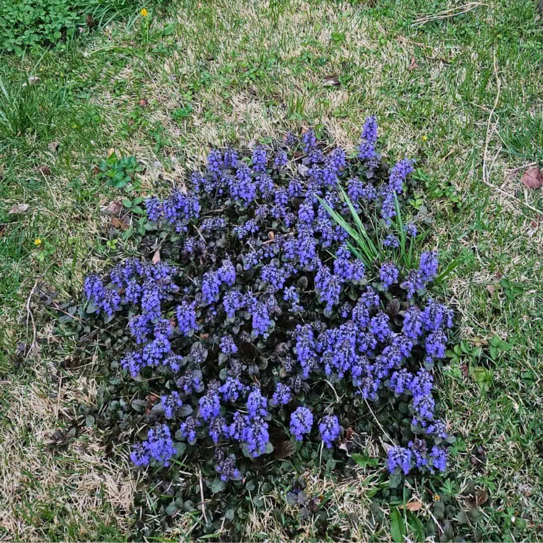 14 Best Quick-Spreading Ground Covers For Fast Coverage » Simplify Plants