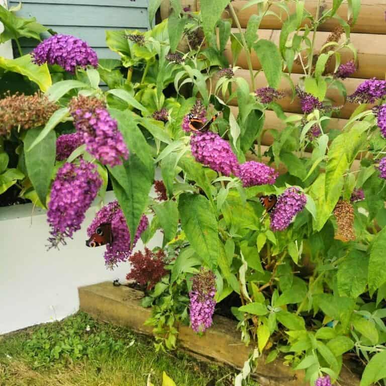 11 Tips To Grow A Beautiful Butterfly Bush