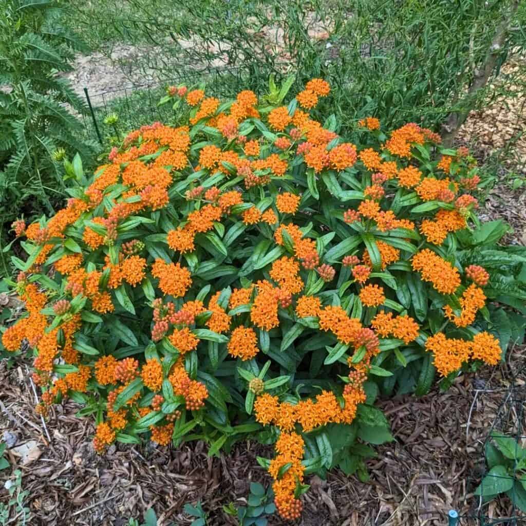 Butterfly Weed