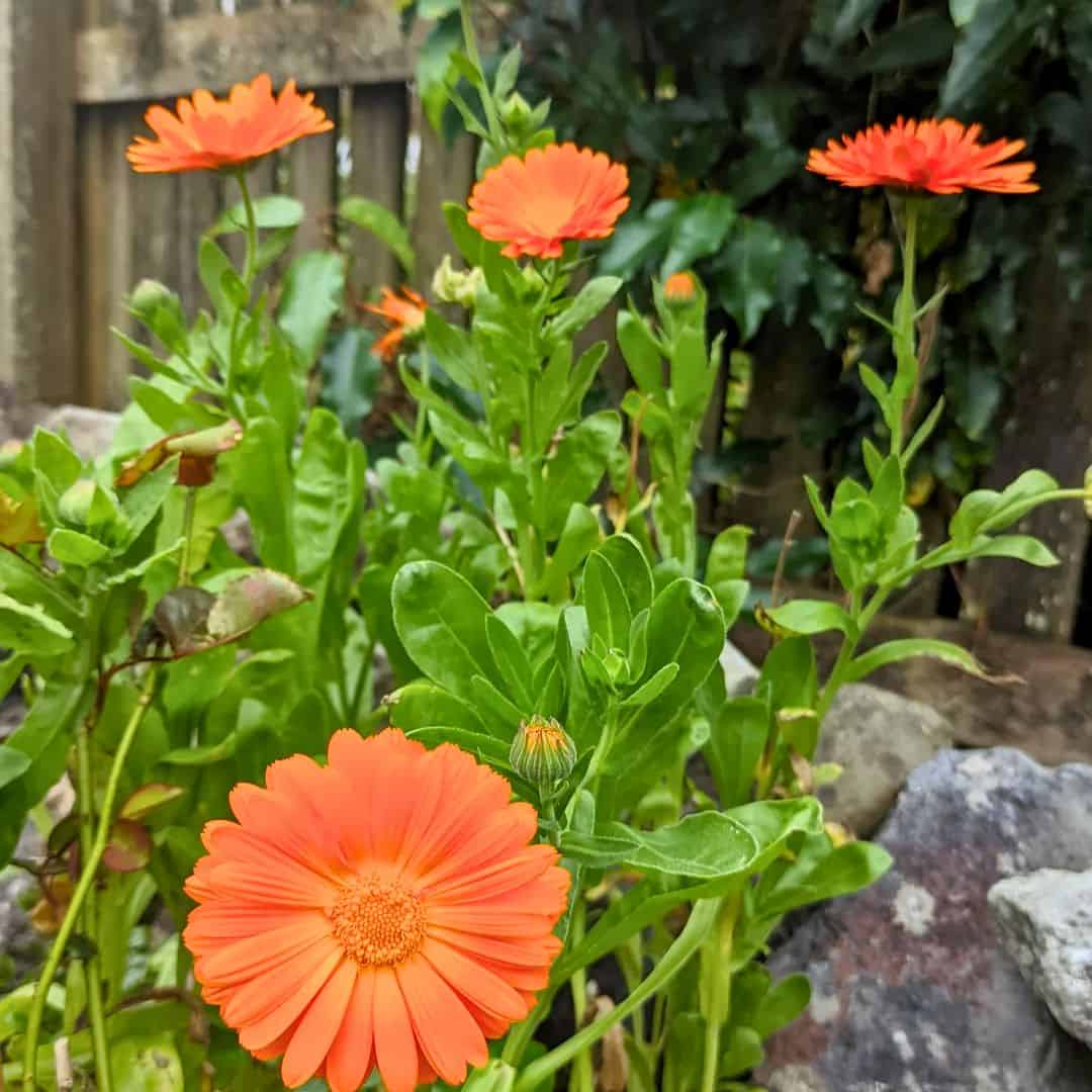 15 Full Sun Container Flower Ideas » Simplify Plants