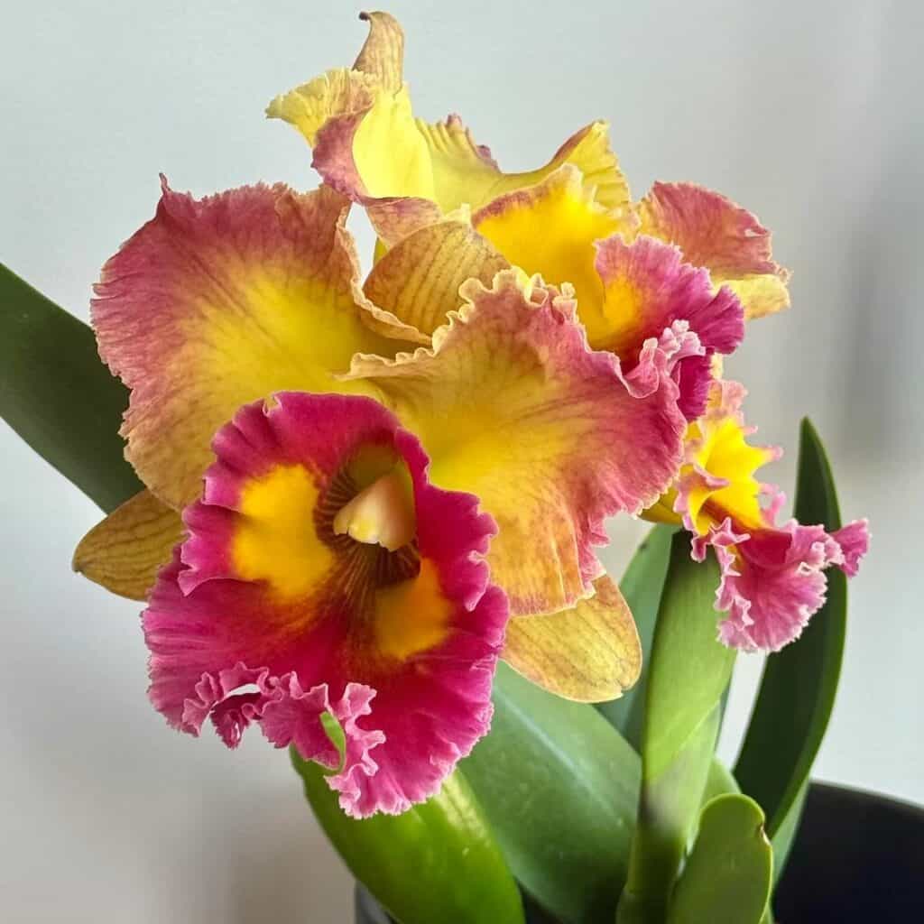 Cattleya Orchid