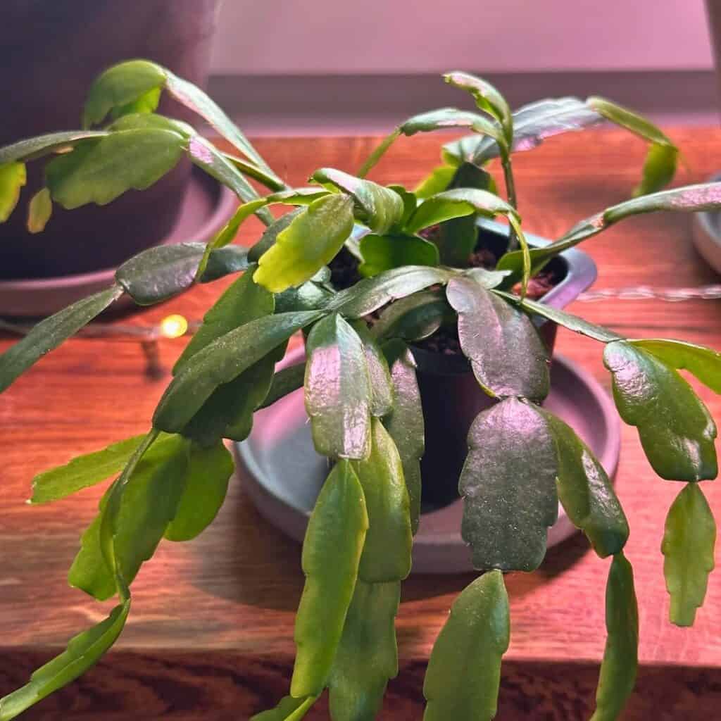 Christmas cactus