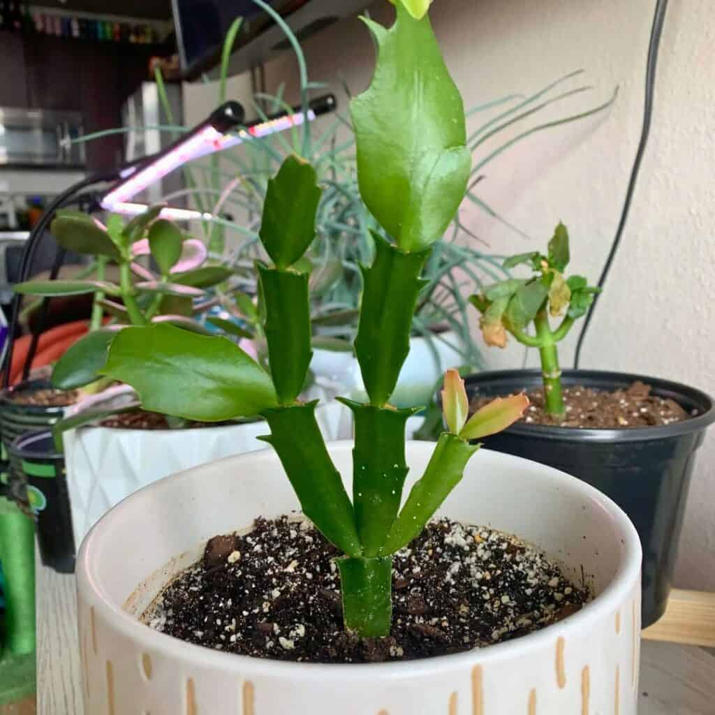 Christmas cactus propagation 2