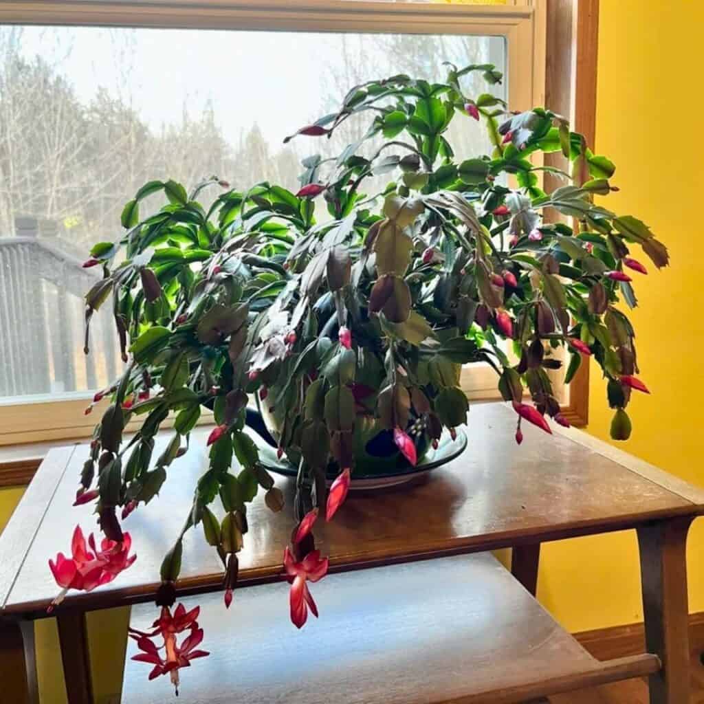 Christmas cactus propagation 3