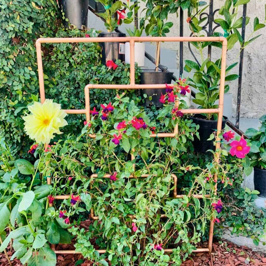 Copper Pipe Trellis