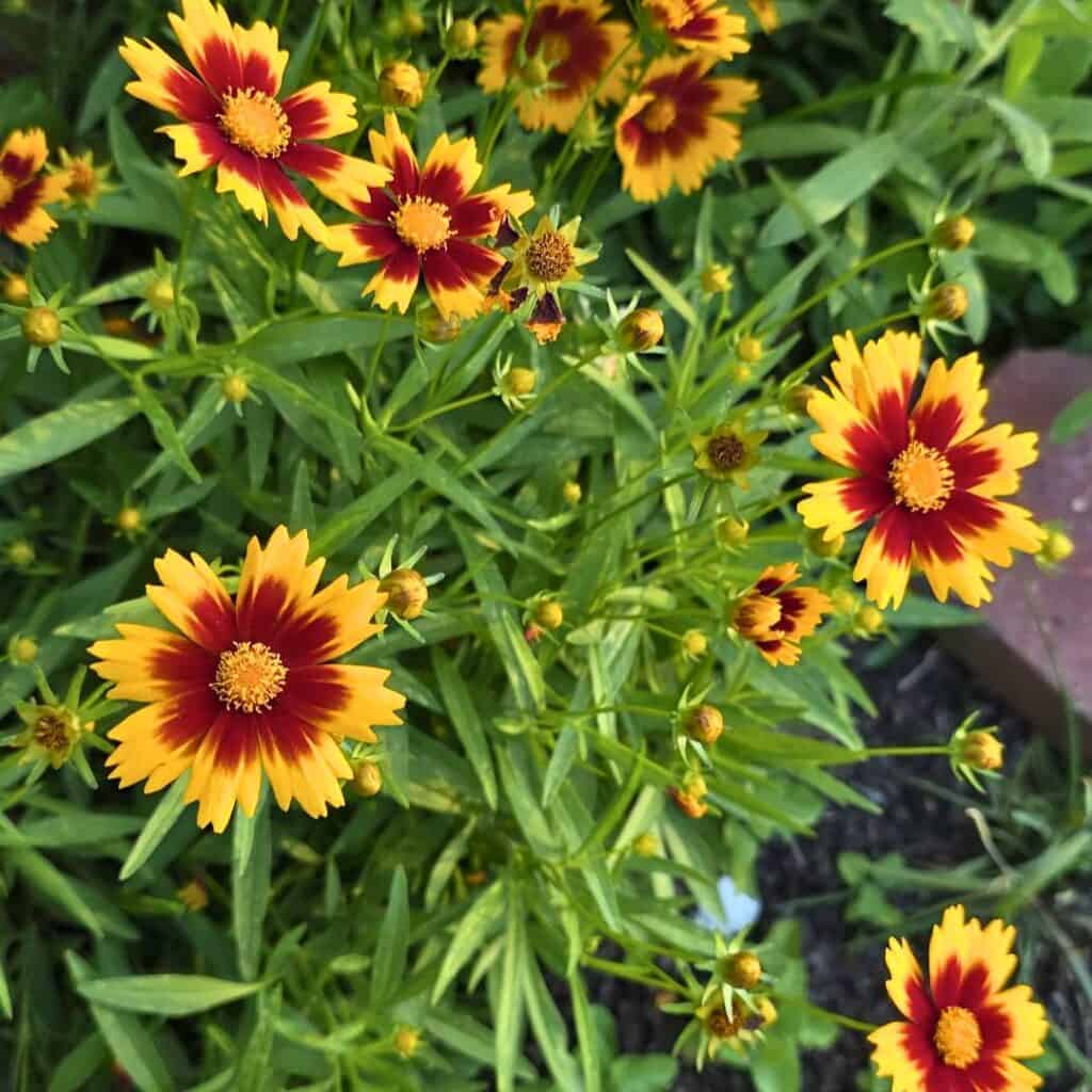 Coreopsis