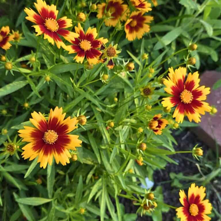 15 Full Sun Garden Borders You’ll Love » Simplify Plants