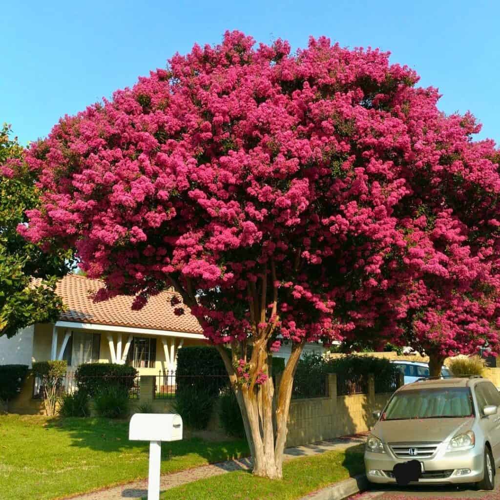Crape Myrtles 3