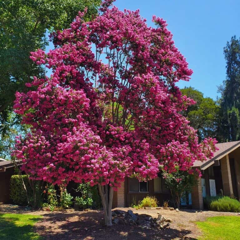 Grow Stunning Crape Myrtles With These 7 Simple Tips