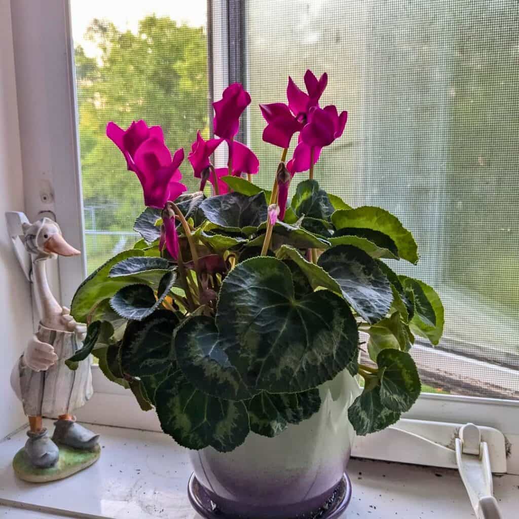 Cyclamen