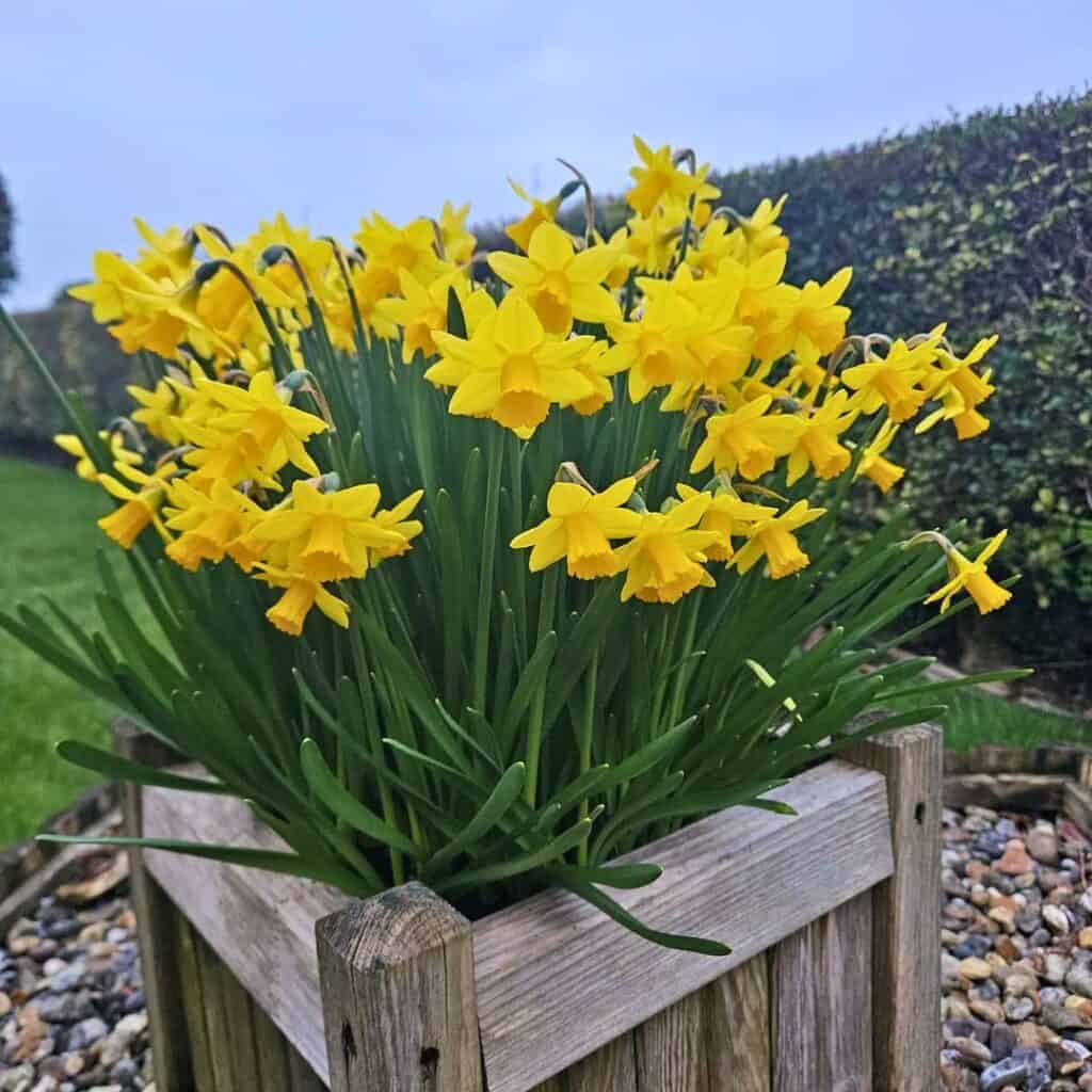 Daffodils