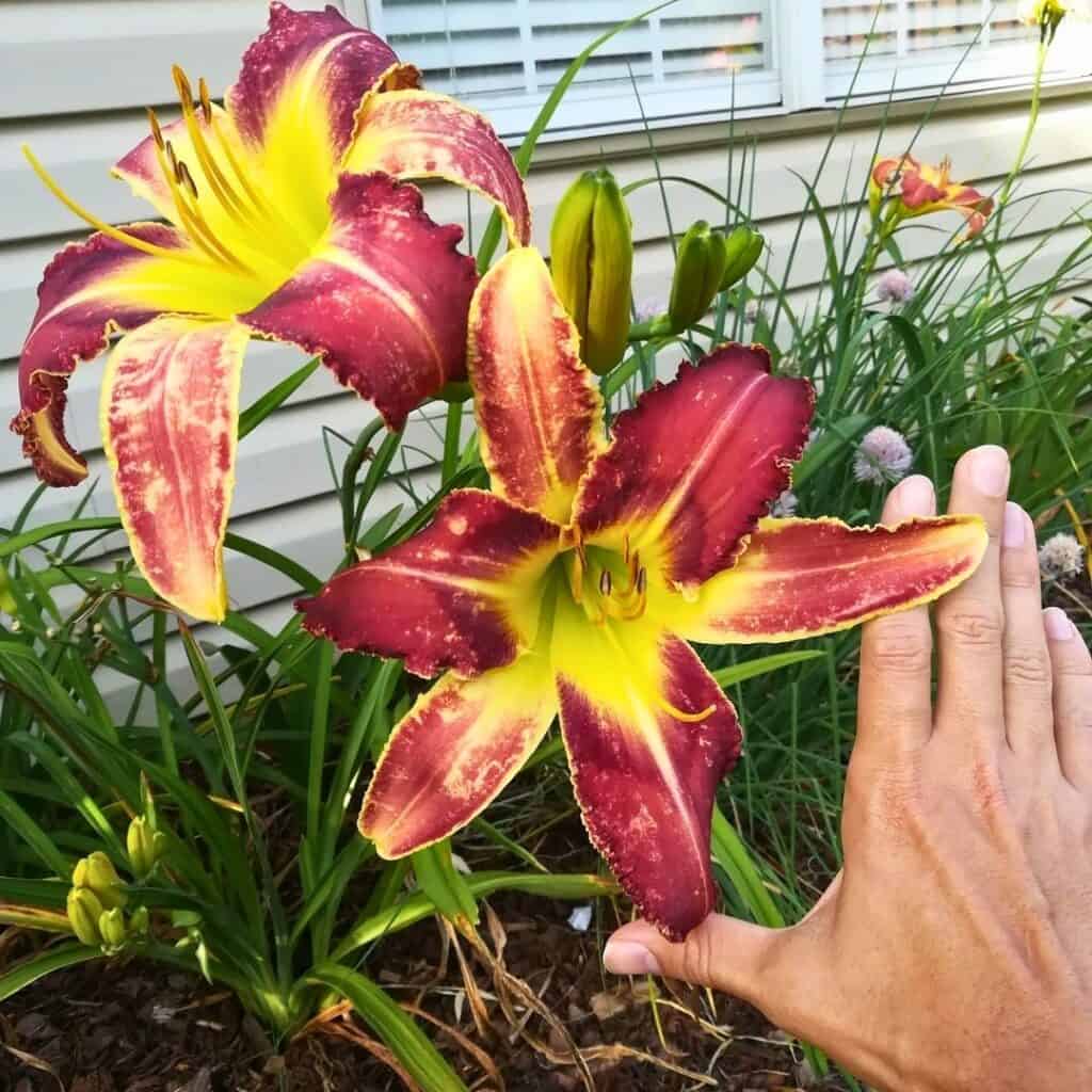 Daylily