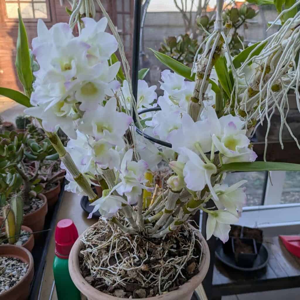 Dendrobium Orchid