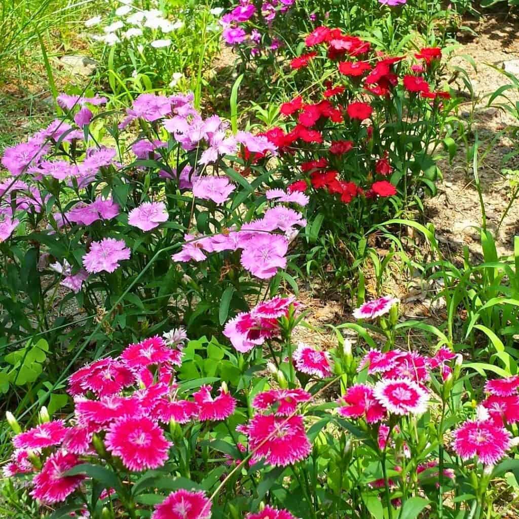 Dianthus