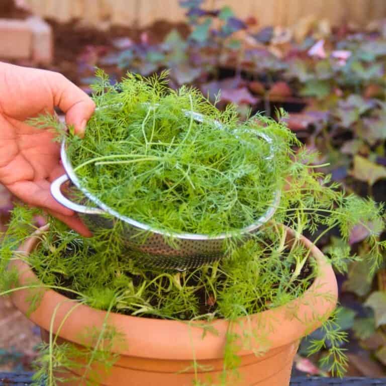 11 Tips To Grow And Harvest Dill Like A Pro Gardener