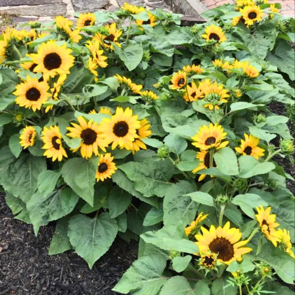 Dwarf sunflower