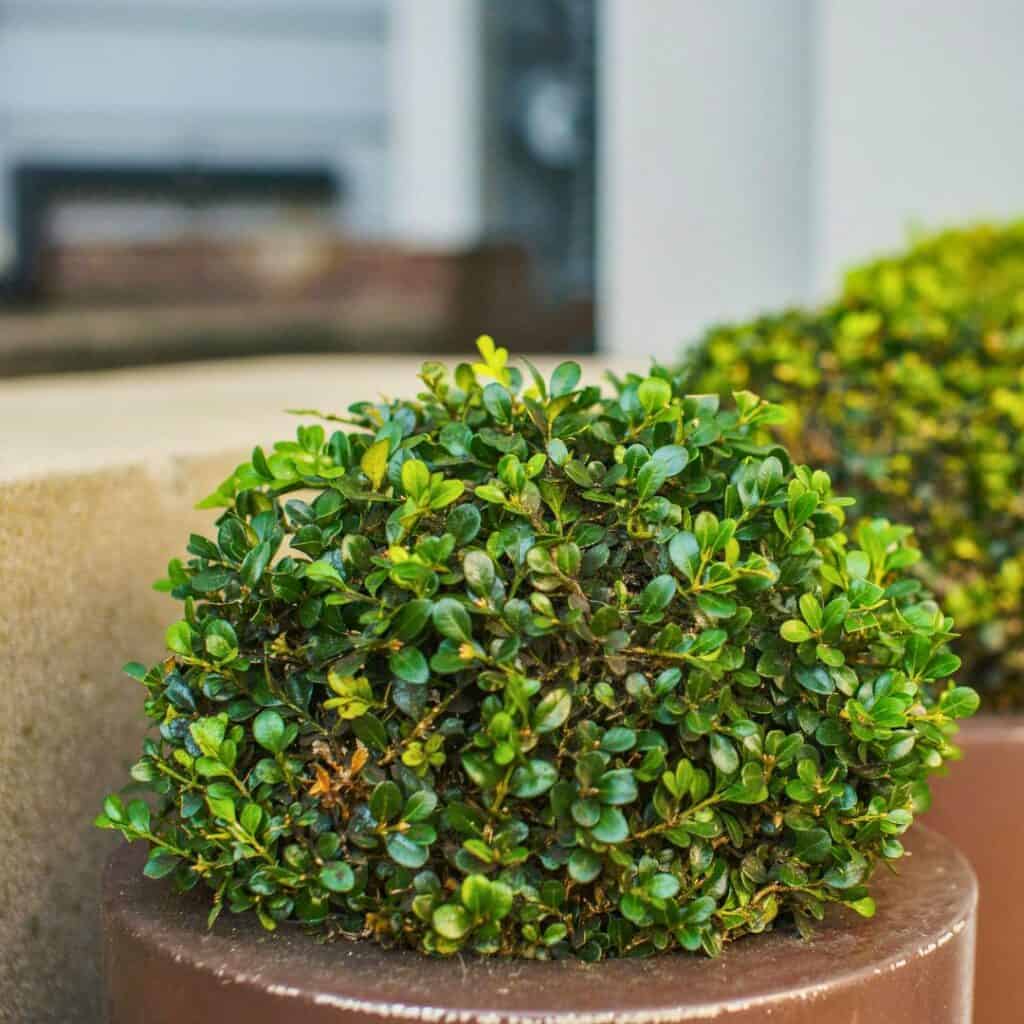 Evergreen Boxwood Topiaries