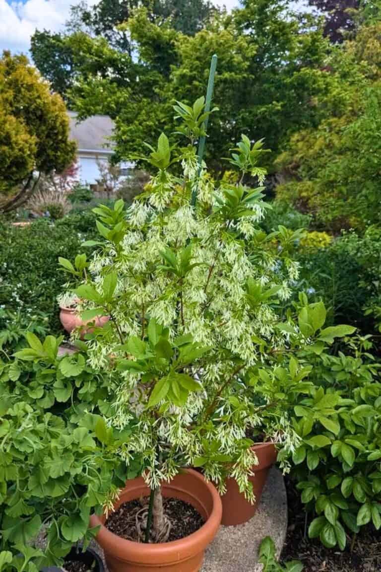 19 Small Trees With Non-Invasive Roots For Your Front Or Backyard ...
