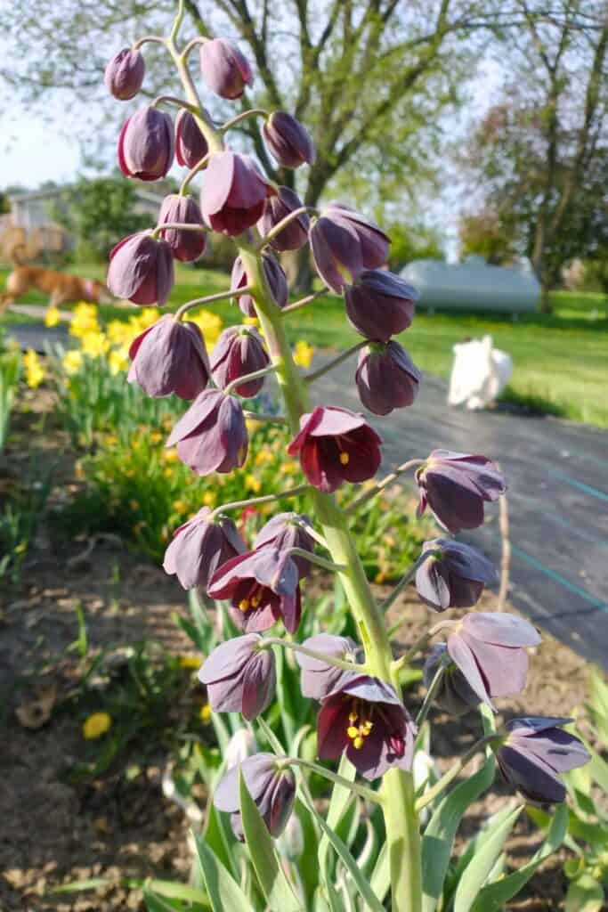 Fritillaria