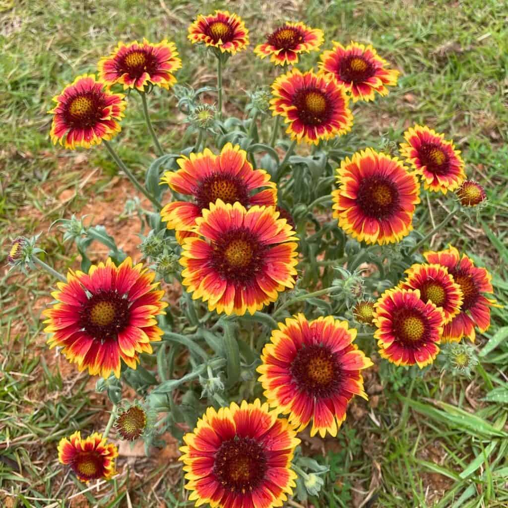 Gaillardia