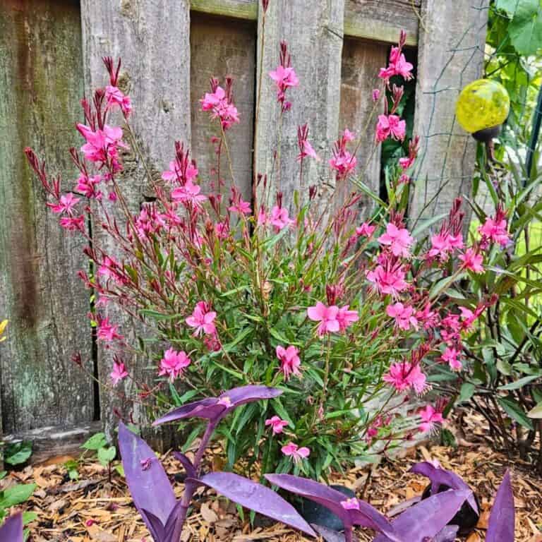 15 Full Sun Garden Borders You’ll Love