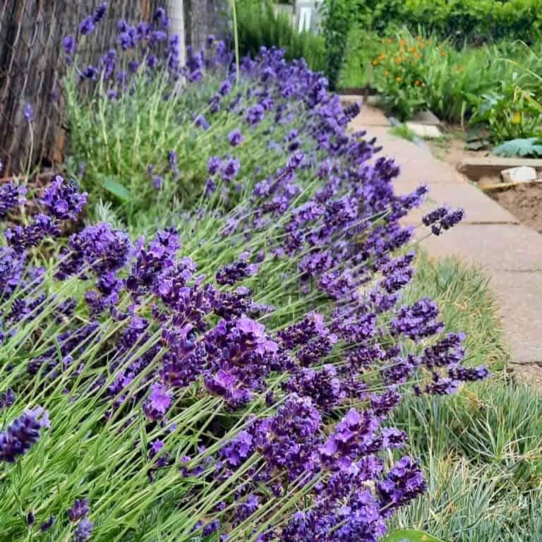 19 Perfect Lavender Companion Plants You Must Grow
