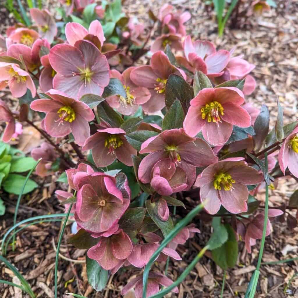 Hellebores