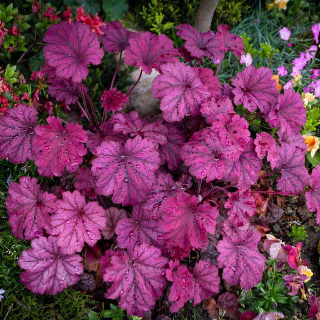 Heuchera Palace Purple