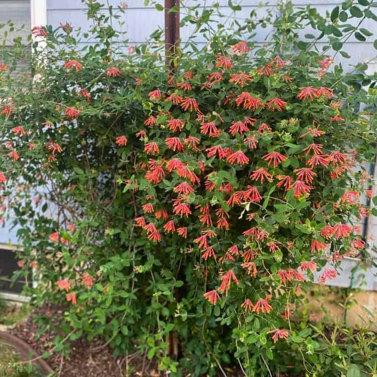 18 Fast-Growing Climbing Plants for Balconies and Patios