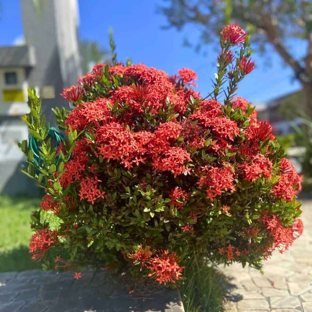 Ixora coccinea