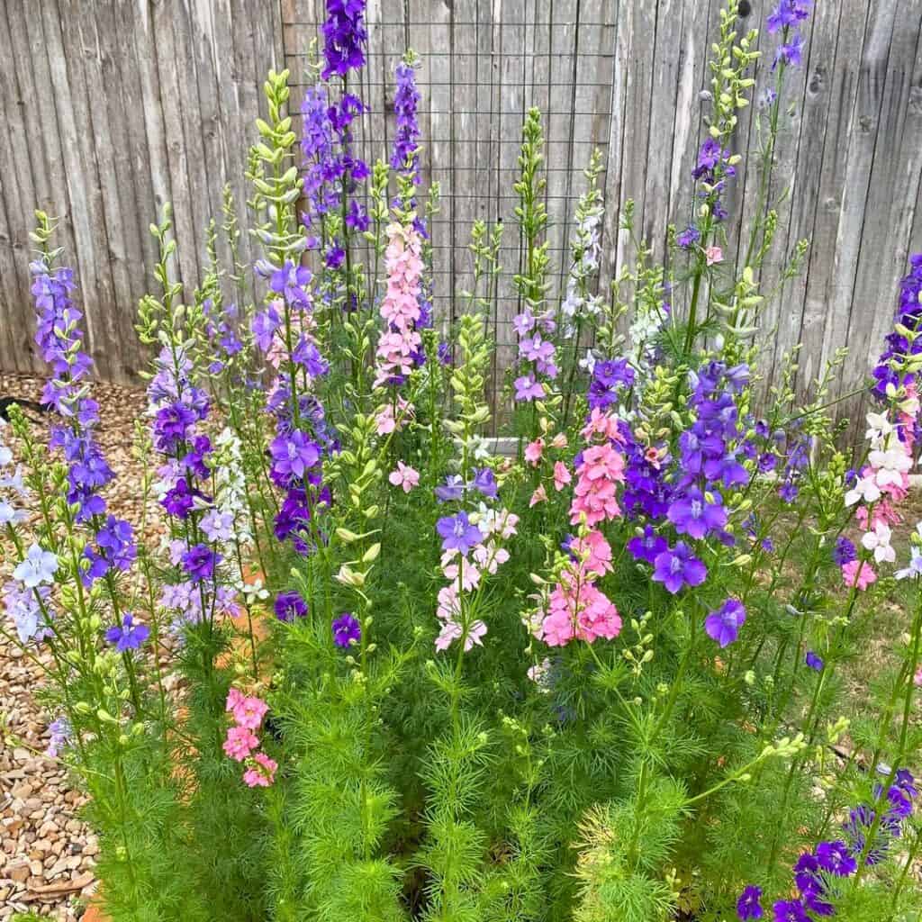 Larkspur