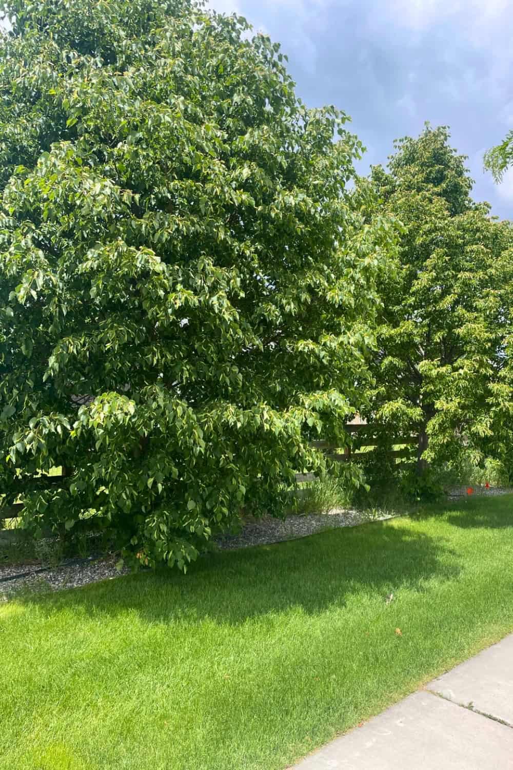 Small Broadleaf Tree 19 Small Trees With Non-Invasive Roots For Your Front Or Backyard ...