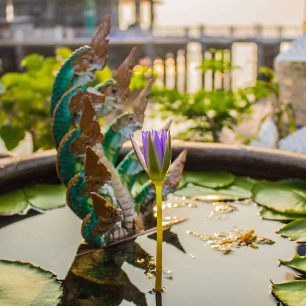 Lotus In Containers 1