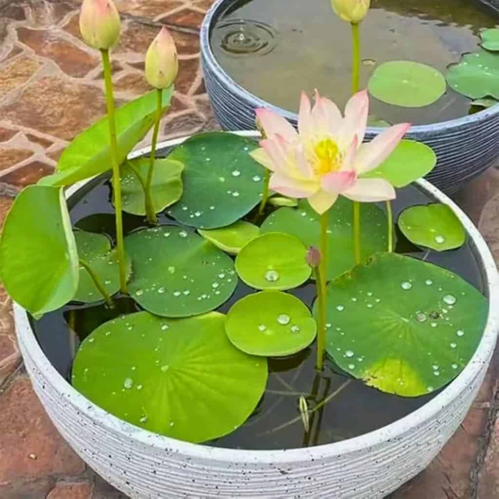Lotus In Containers