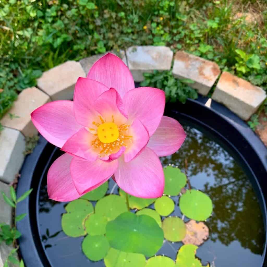 Lotus In Containers 2