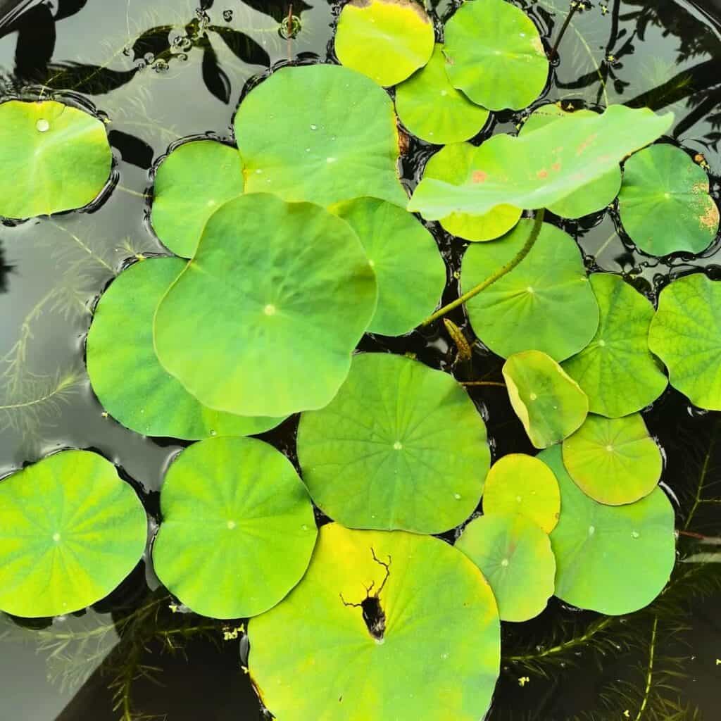 Lotus In Containers 3