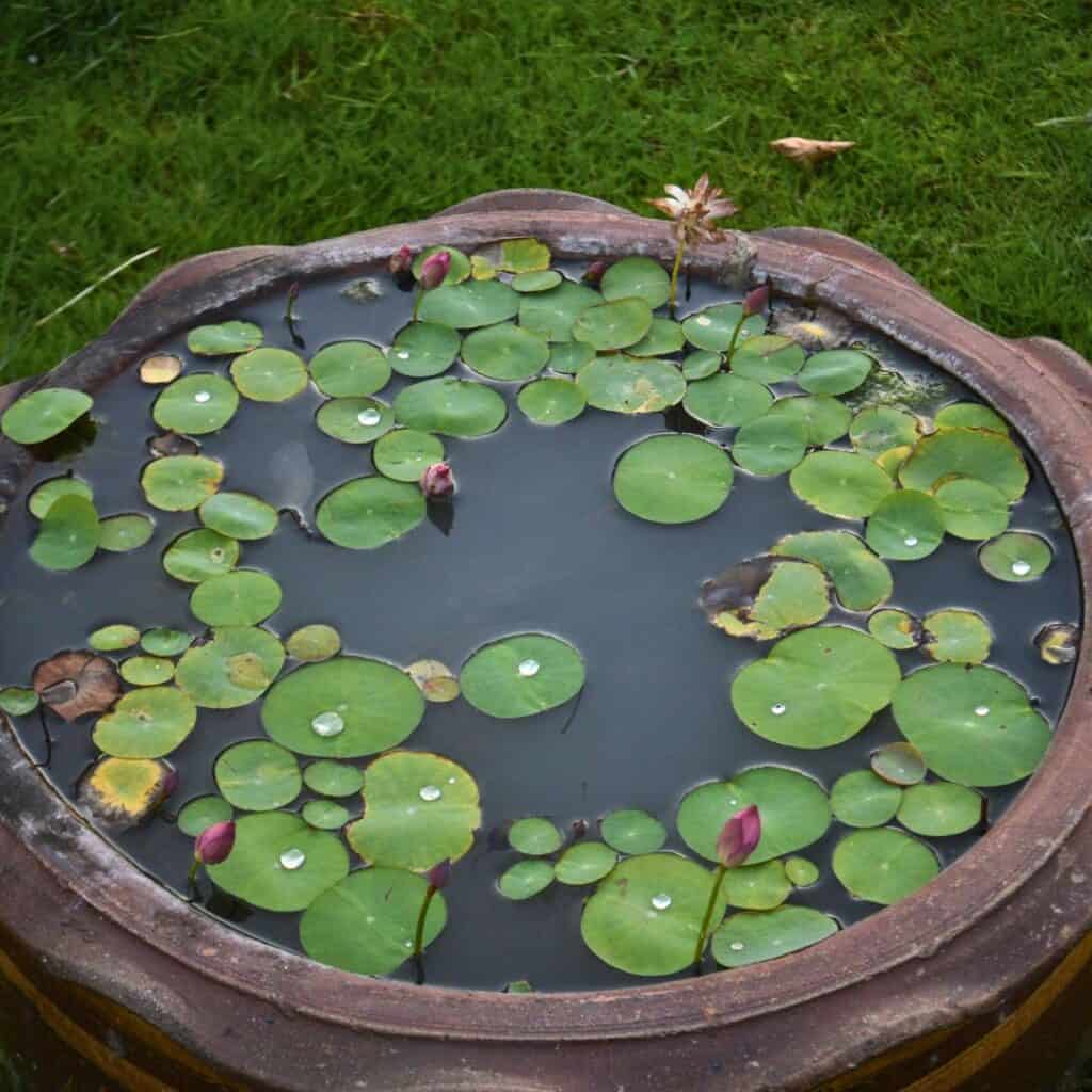 Lotus In Containers 4