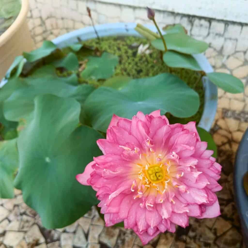 Lotus In Containers 5