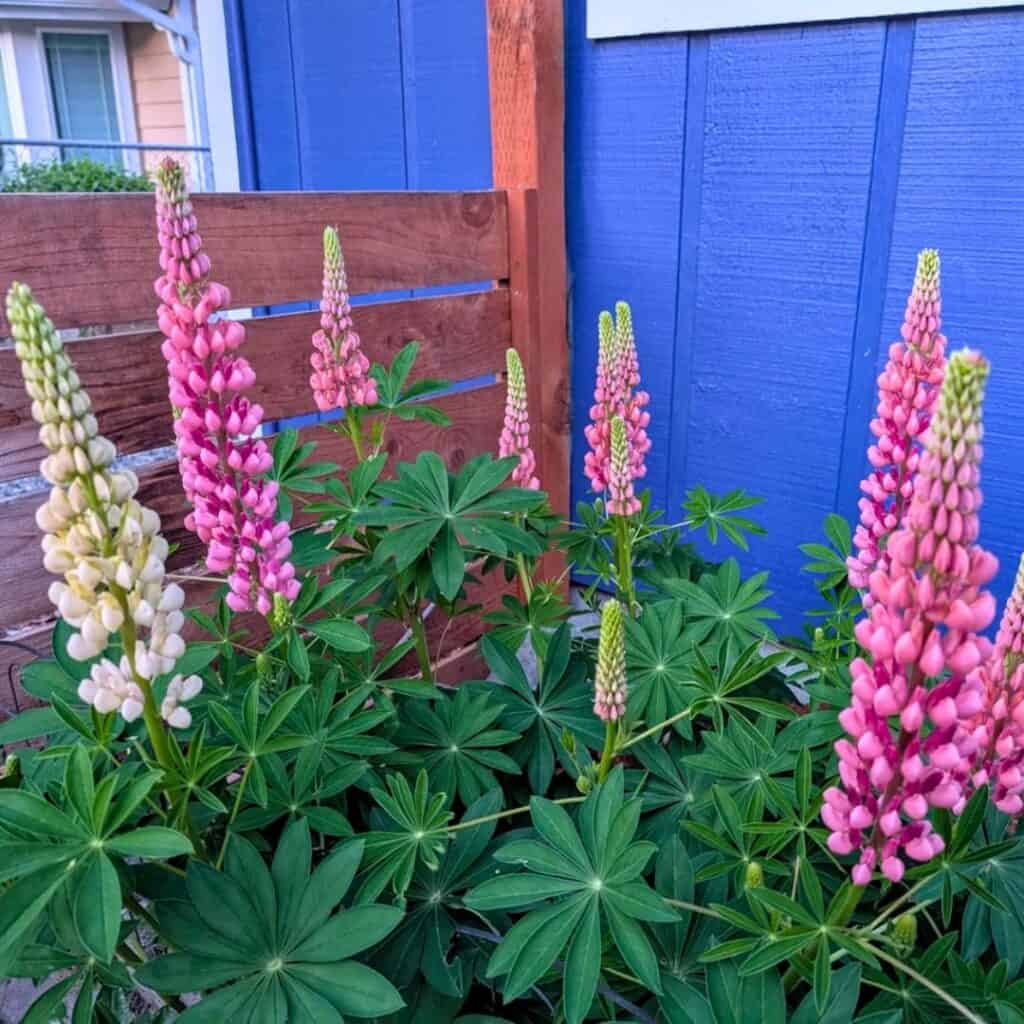 Lupine