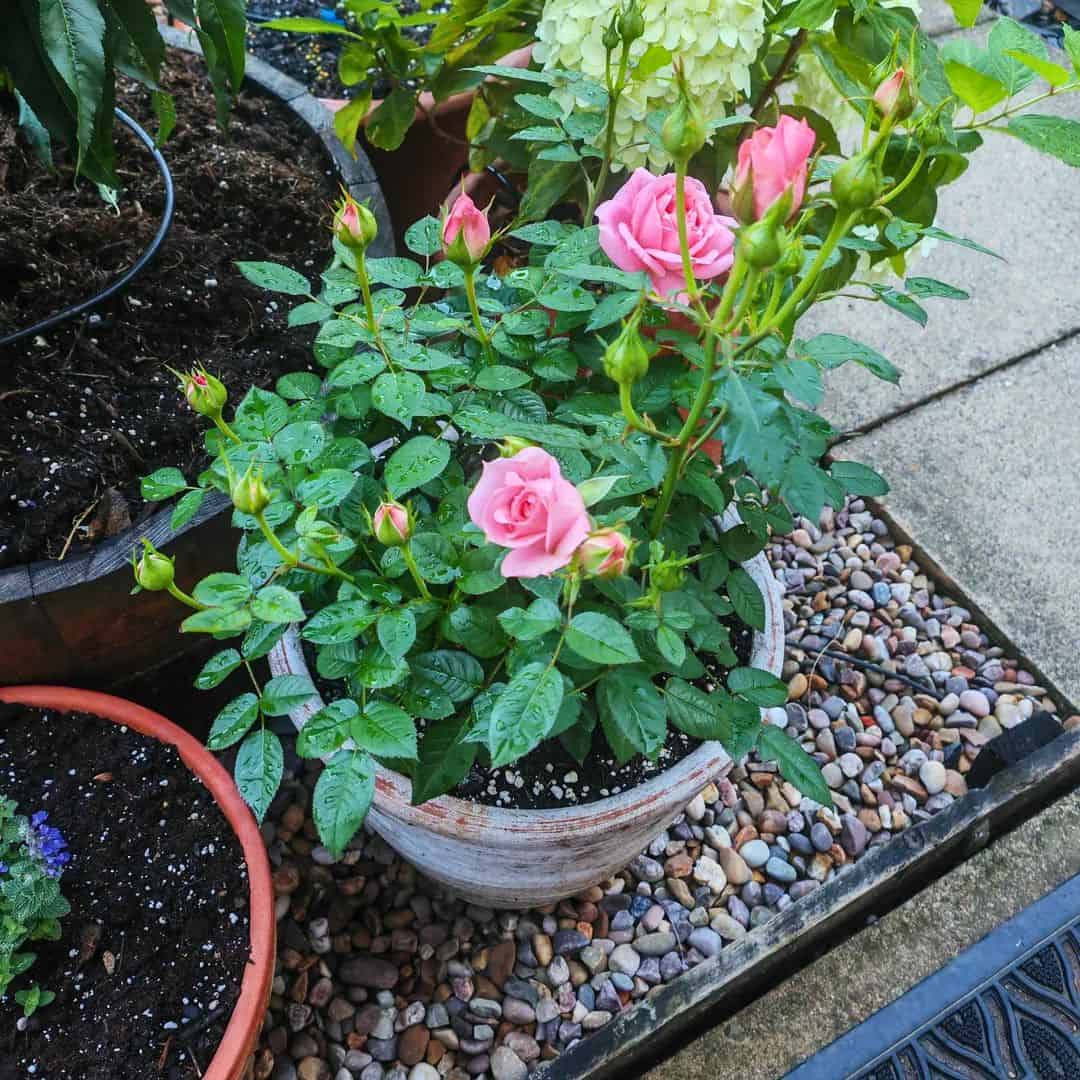 My Top 10 Tricks For Growing Miniature Roses Indoors Like A Pro ...