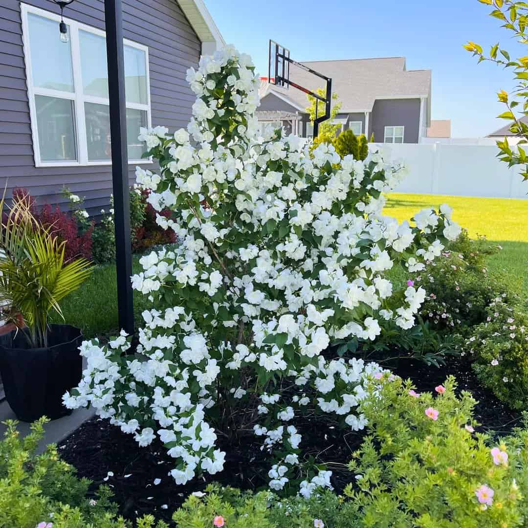 15 Flowering Bushes That Bloom Beautifully All Season » Simplify Plants