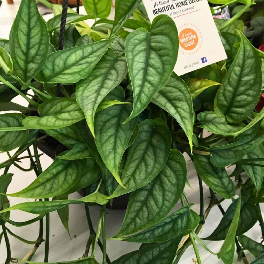 Monstera Siltepecana