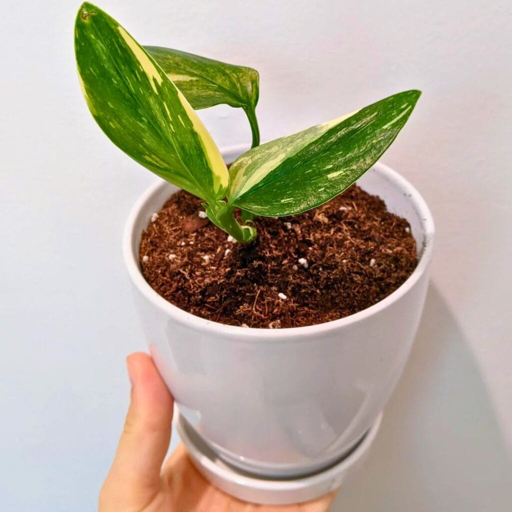 Monstera Standleyana