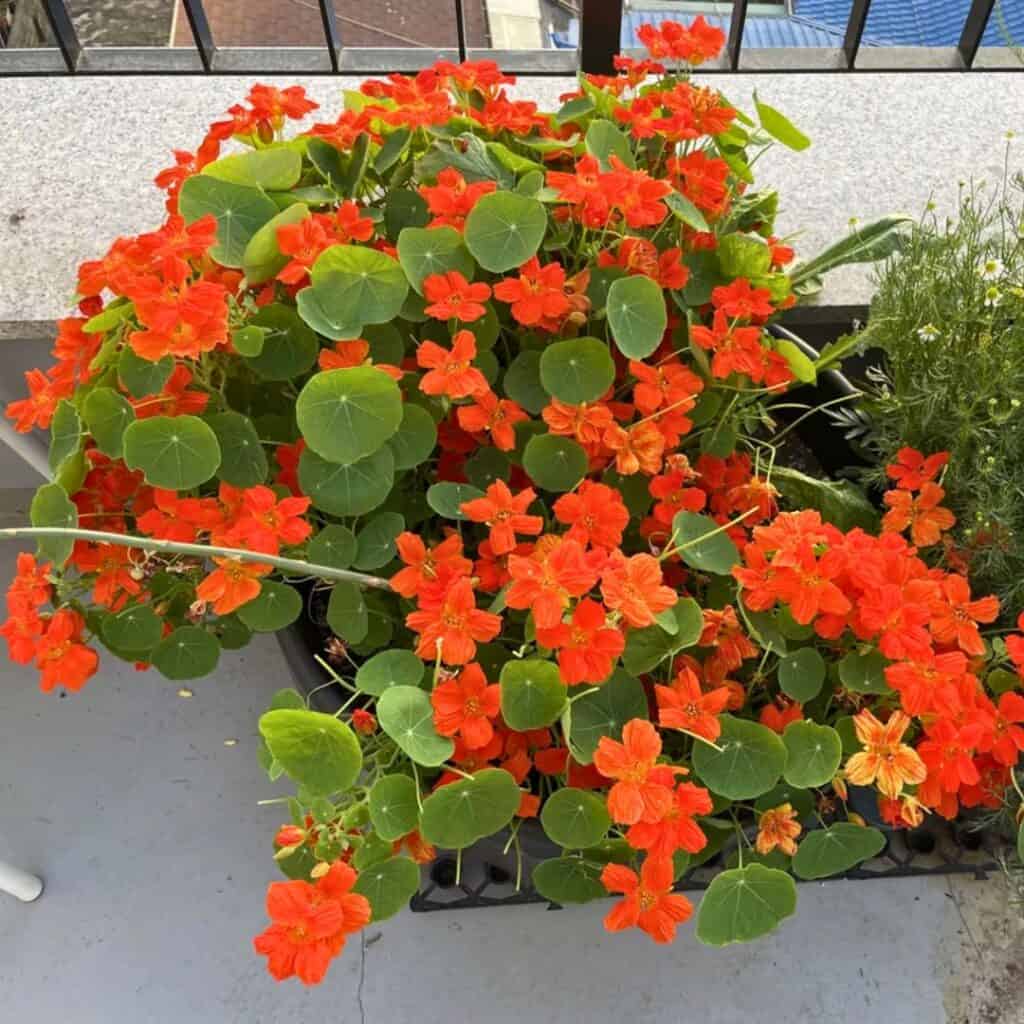 Nasturtium