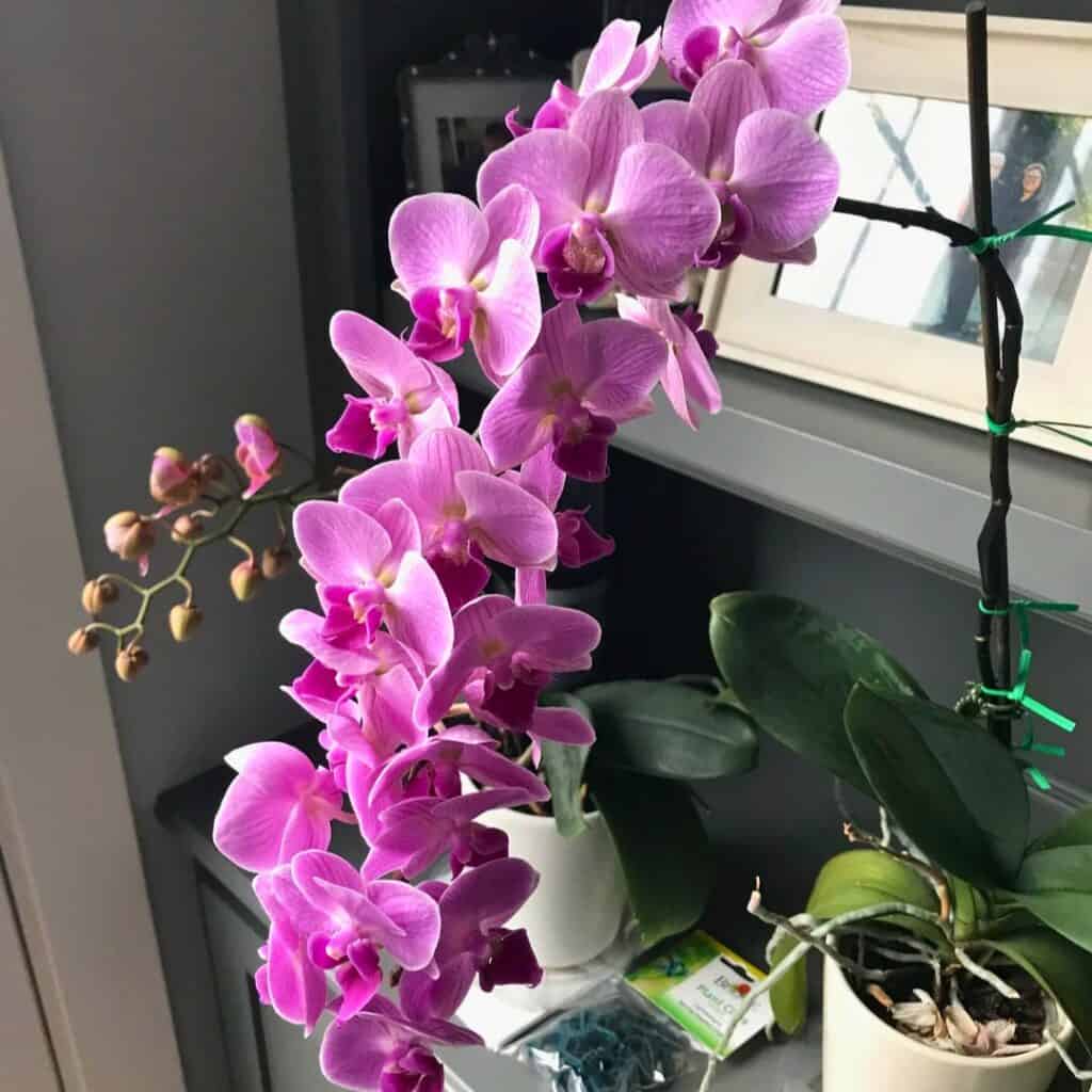 Orchid plant 1